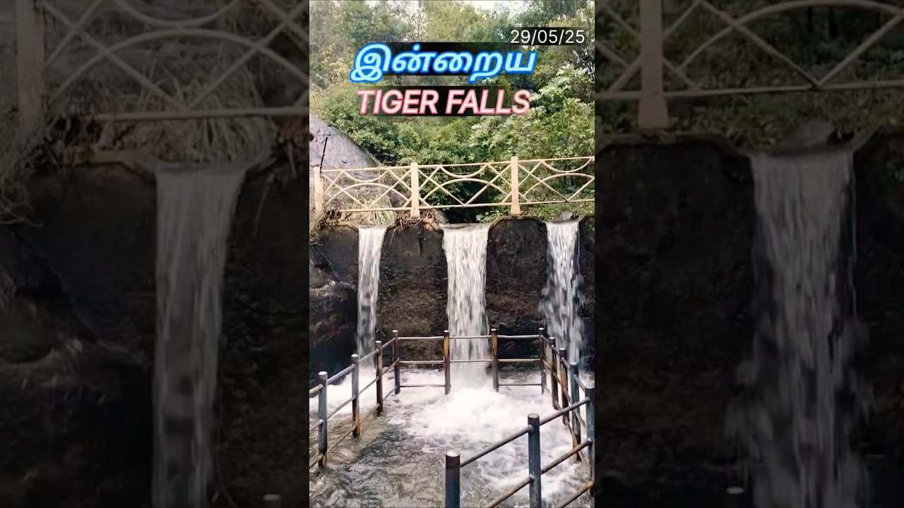 COUTHALAM TIGER FALLS TODAY UPDATE