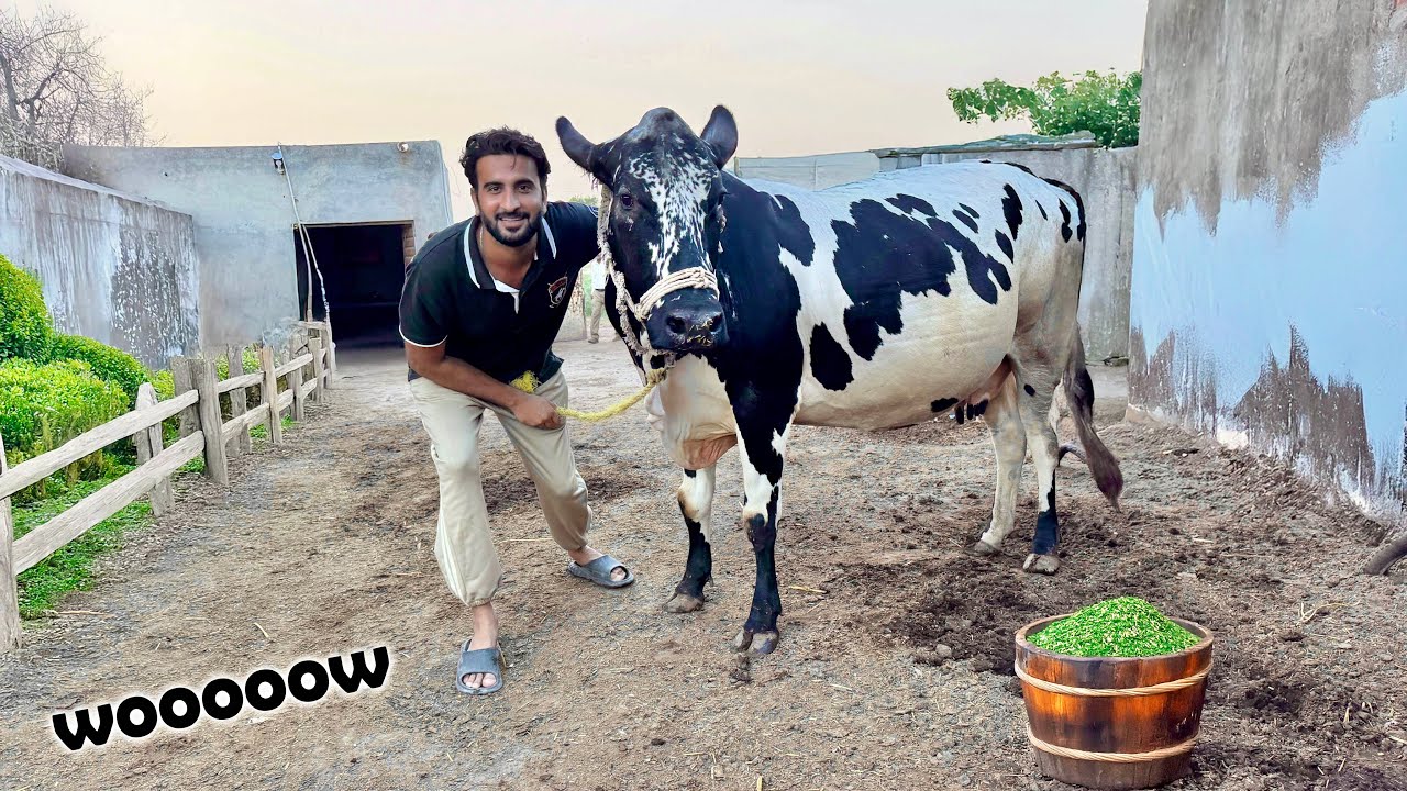 Hum Ny Cow Ly Li 😍 New Surprise Kaisa Lga?