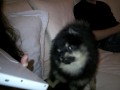 pomeranian Bella Klein´s Cody is watchin a video of his father, Toby, http://www.bellaklein.no