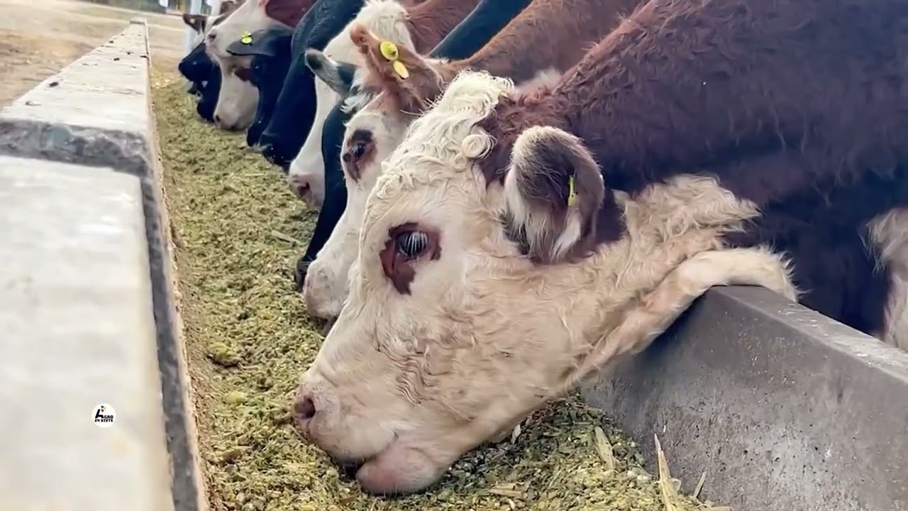 Cabaña Juramento presenta genética Brangus y Braford adaptada al norte argentino