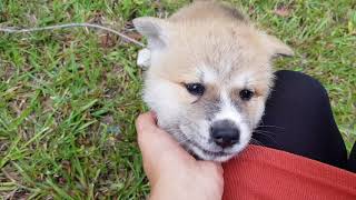 Japanese Akita puppies 6 weeks old exploring, playing and coming when called