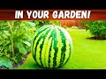 How To Grow Watermelons In Garden- Step by Step!