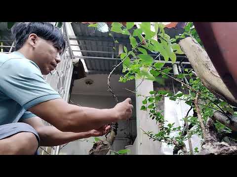 Video Chia sẻ phôi Bạch Sơn Liễu sau 2 tháng dâm ủ và định... - youtube