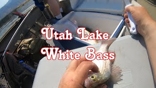 Utah Lake White Bass