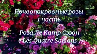 Почвопокровные розы  1 часть.Роза Ле Катр Сэзон (Les Quatre Saisons).  Питомник растений Е. Иващенко