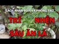 Cách nhận biết và phòng trừ trĩ nhện sâu ăn lá hoa hồng