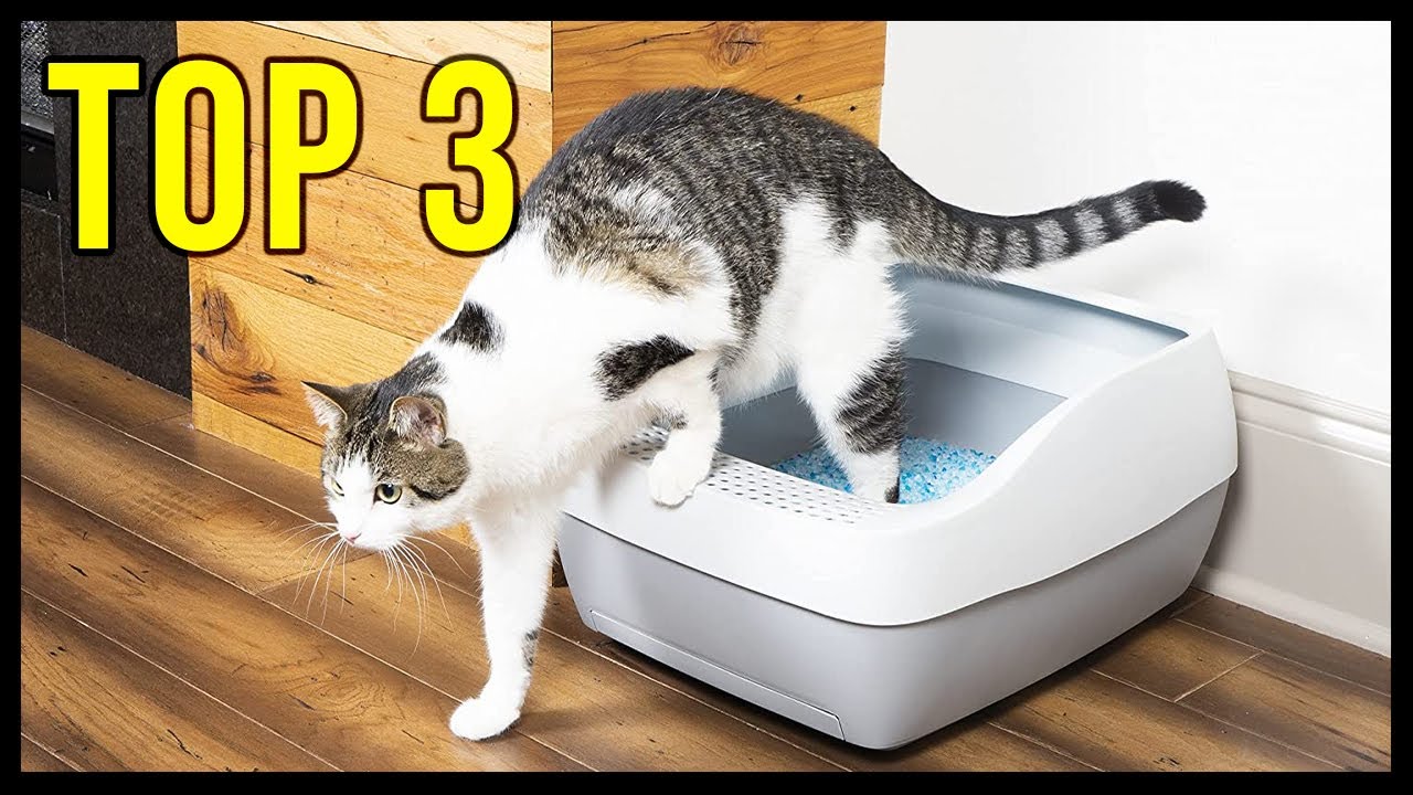 Quels Sont Les Meilleurs Bacs A Litiere Comparatif Janvier 22