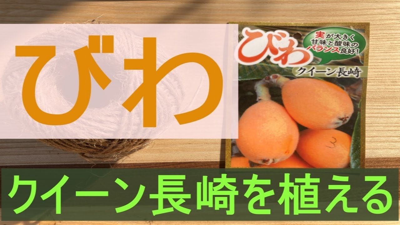 キウイサイズの巨大ビワが魅力 クイーン長崎を植える。