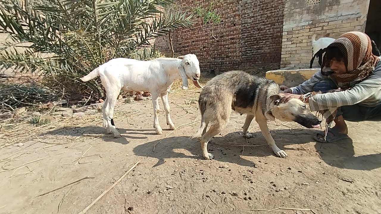 Dog and Goat Playing Together in Village 🐐🐕 | Real Animal Friendship