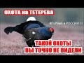 ОХОТА на ТЕТЕРЕВА 2023. ВЫ УДИВИТЕСЬ!