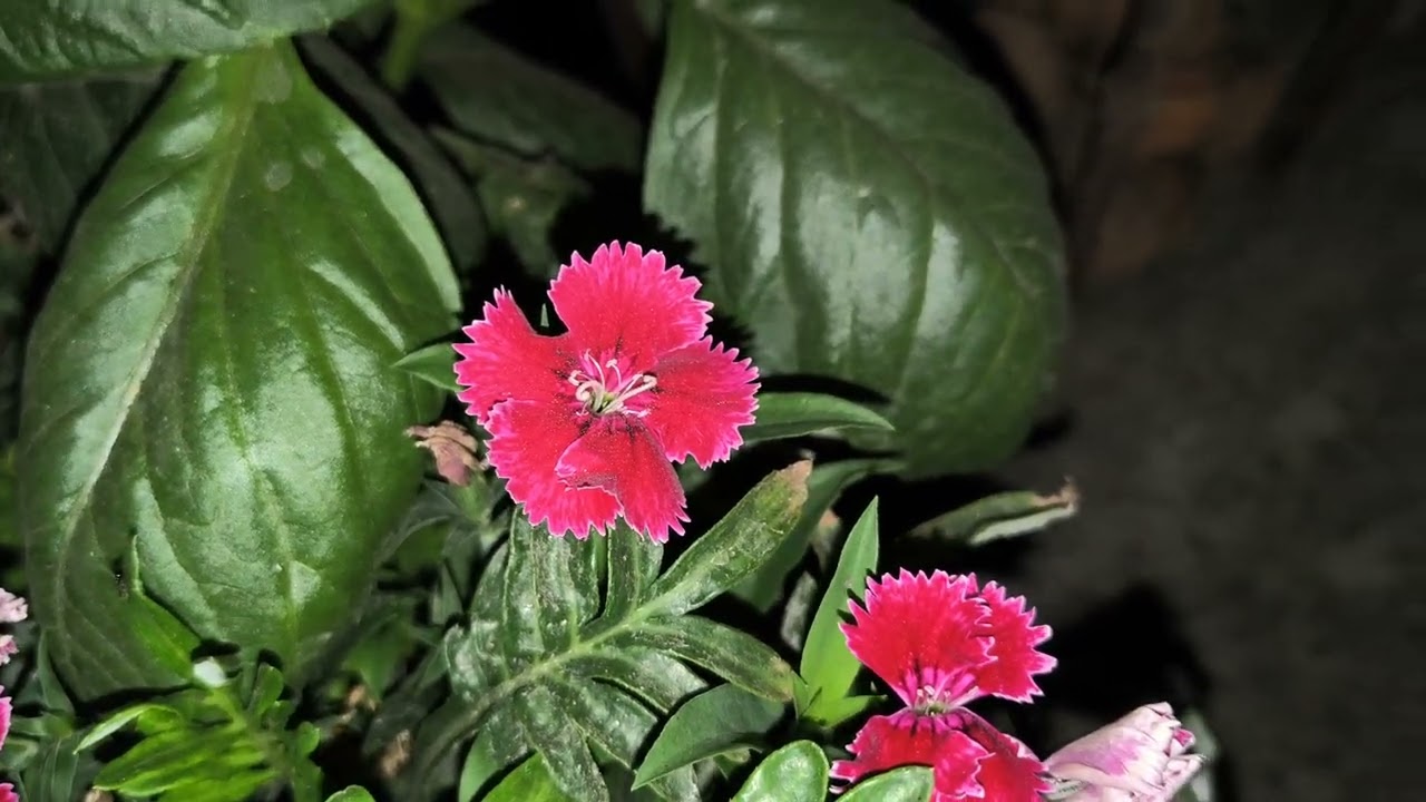 Dianthus of my garden in night. #nature #satisfying #garden #gardening #dianthus 