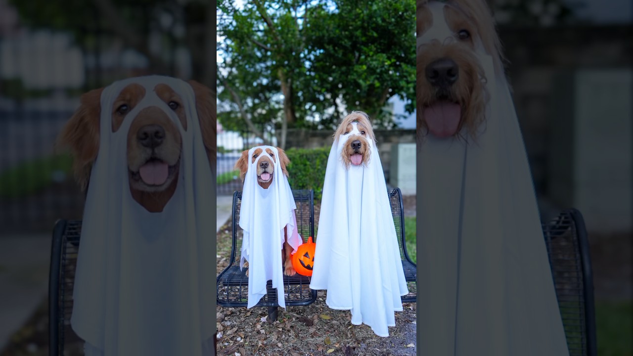 golden retriever dressed as ghost Ghosted! Sticker main image 0