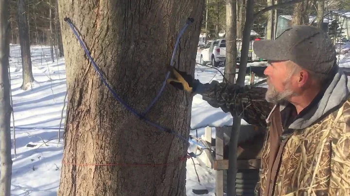 Dave Riegle Tapping Trees