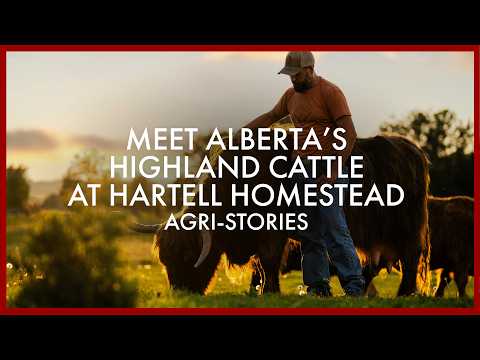 Meet Alberta’s Highland Cattle at Hartell Homestead | Agri-Stories