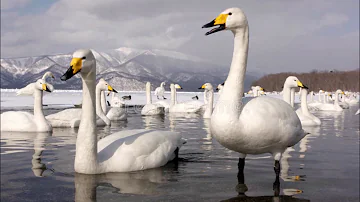Come mai si dice il canto del cigno?