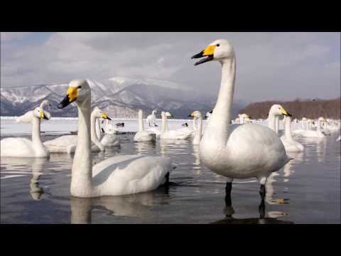 Canto del Cigno - Richiamo