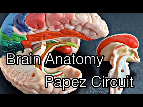 Анатомия мозга: Схема Папеса (на английском языке)