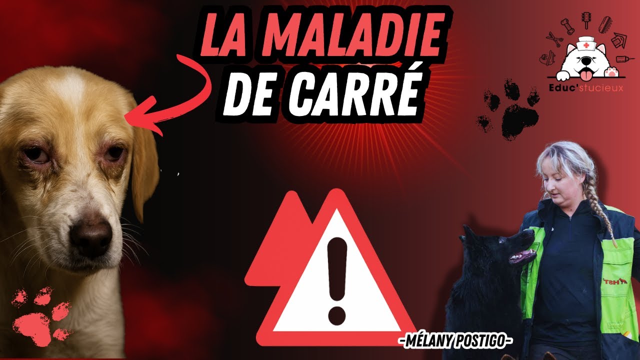 Protéger TON CHIEN de la Maladie de Carré C'est Possible !