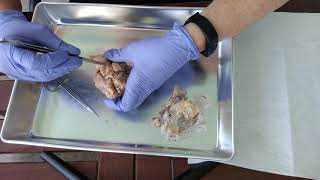 Sheep Brain-  External Structures