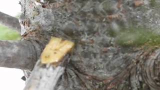 Amazing Balsam Gum Fire Starter
Balsam gum (resin) rubbed into a natural wick like tree lichen takes a spark from a ferro rod very easily. Its a great survival technique for lighting a fire. I first learned about balsam gum flammability from Mike at BushcraftBartons thanks Mike! Amazing Balsam Gum Fire Starter