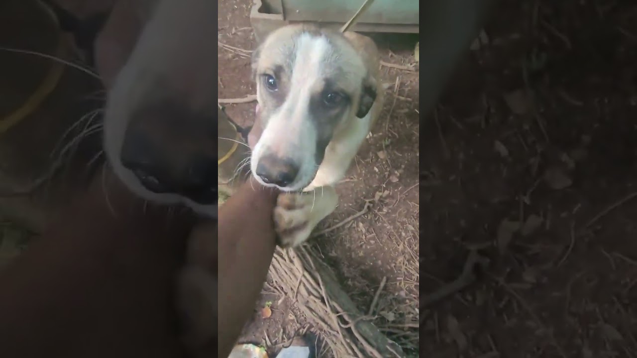 Morning after animal control investigation