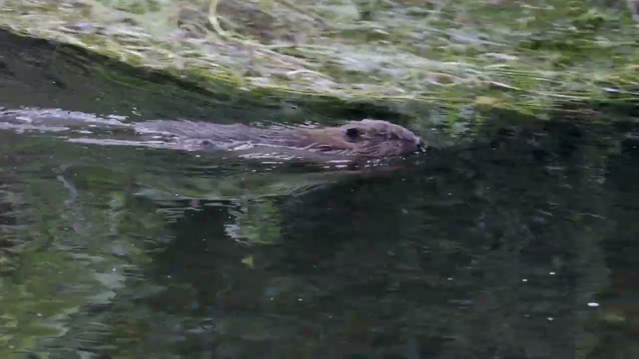 European Beaver in Canterbury, Kent