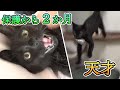 保護から２か月！子猫が自分で『あの』遊びを覚えました！/ Two months to protect the kitten. He played "smart play" 【保護猫ロコの日常】