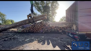 Log loading into container I SENNEBOGEN 830 E I GUD Duisburg