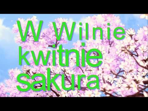 Wideo: Jak Kwitnie Sakura