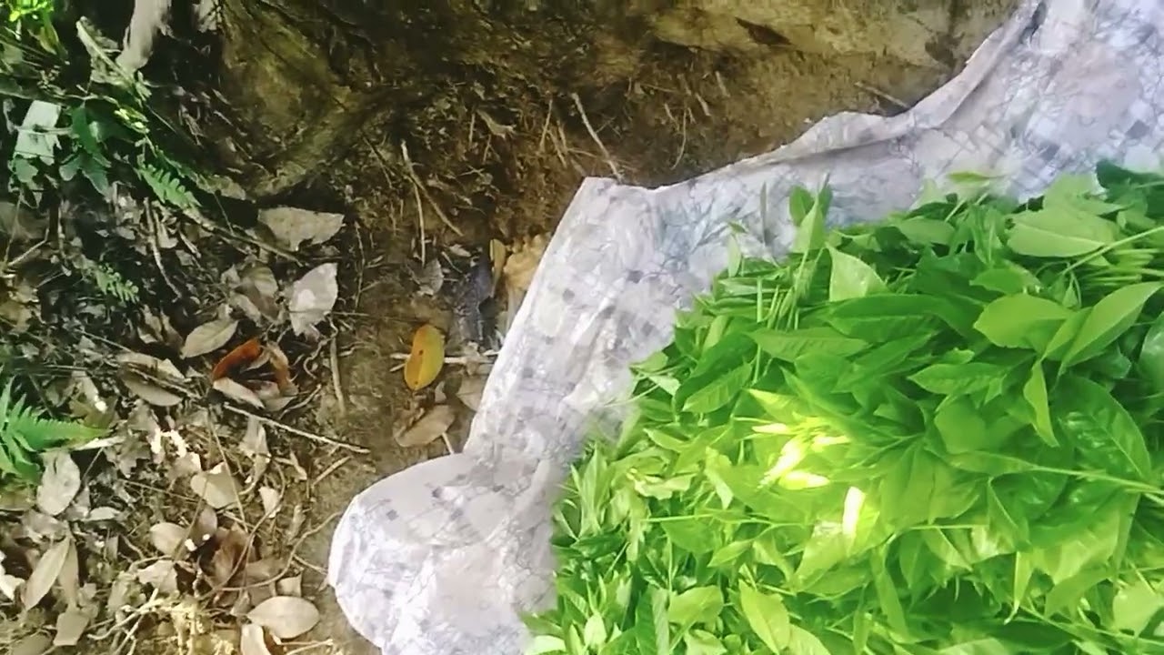 නොමේරූ නොතළුණු පිරිසිදු තේ දළු නෙලීමකින් ගුණාත්මක තේ නිපද්වීමටත් වැඩි මිලක් ලබාගැනීමටත් හැකියාව ඇත