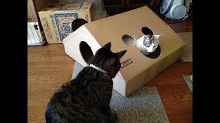 猫ちゃんを飼っている人しか共感できない「猫あるある」がじわじわ面白いｗ～There are "cats" that only people who have cats can sympathize.