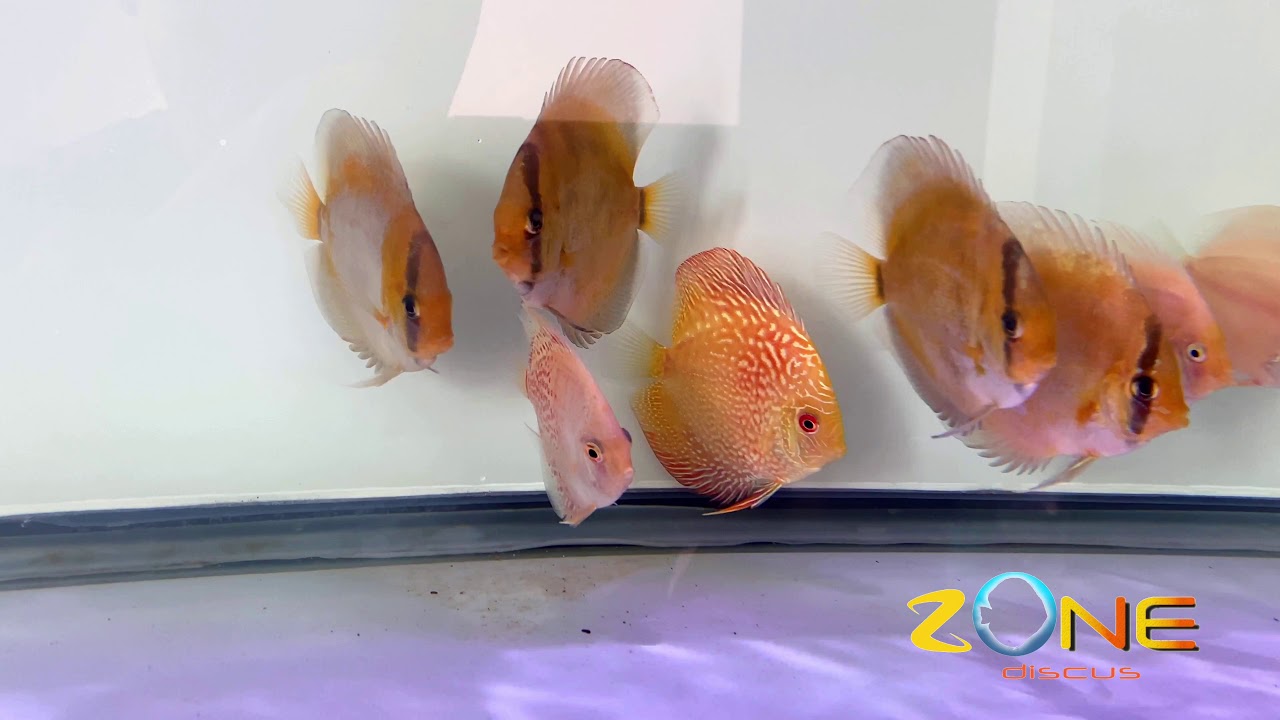 Ghost Eruption Discus discus Ghost - YouTube