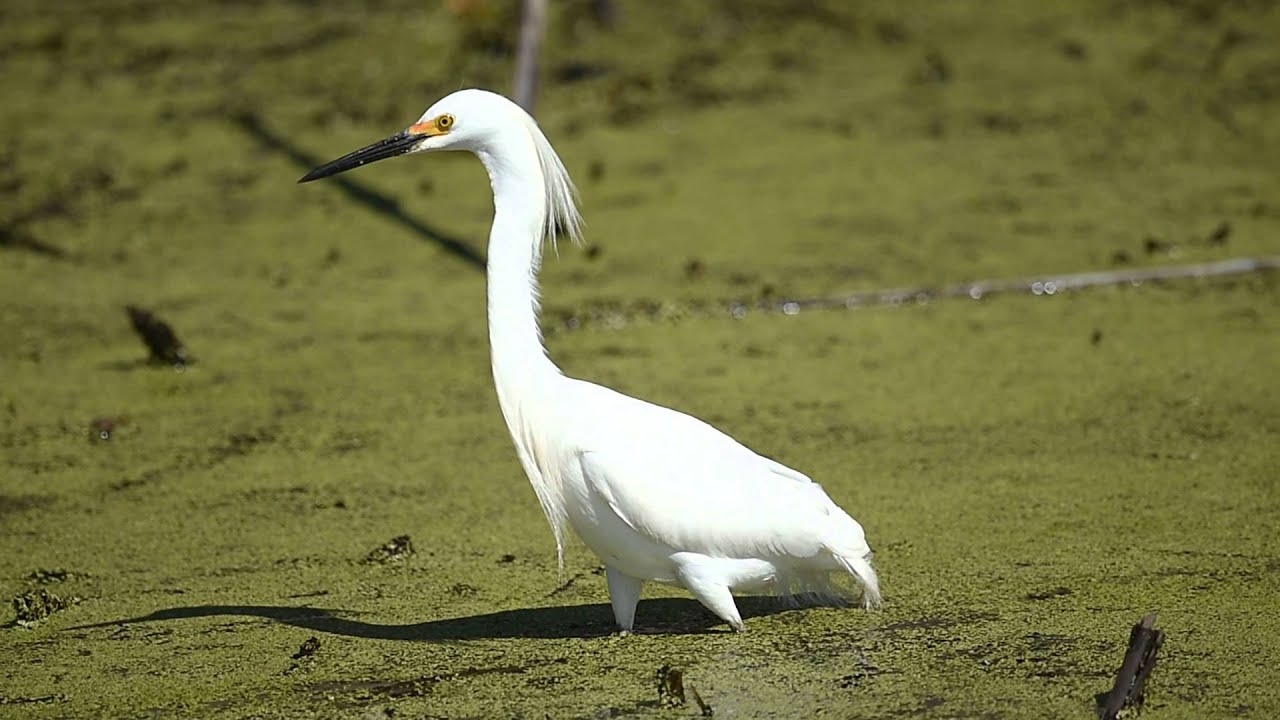 Snowy Egret 