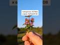 Чабрец - победитель астмы и всех паразитов #лекарственныетравы #травы #дикоросы #растения #паразиты