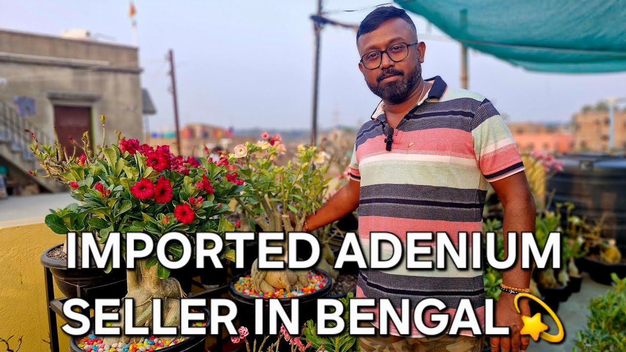 মাল্টি-গ্রাফ্টিং রেডি অ্যাডেনিয়ামের সেরা ঠিকানা|SUBHAM NURSERY|IMPORTED ADENIUM SELLER IN BENGAL 💫