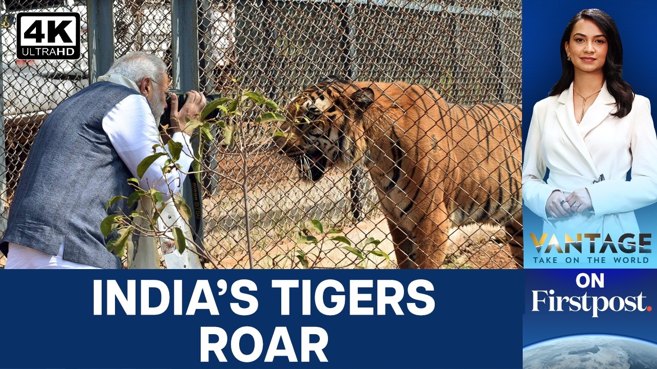 How India Saved Wild Tigers From the Brink of Extinction | Vantage on ...