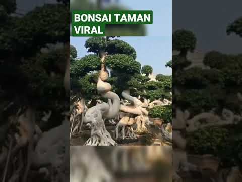 Video: Bonsai Pohon Palem Sagu: Cara Menanam Pohon Sagu Miniatur