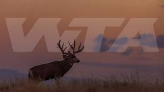 The Ultimate Mule Deer Hunting: Experience the Giants of Sonora, Mexico Profile