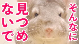 【チンチラ】言いたいことがあると見つめてくるチンチラの部屋んぽルーティン【Chinchilla】