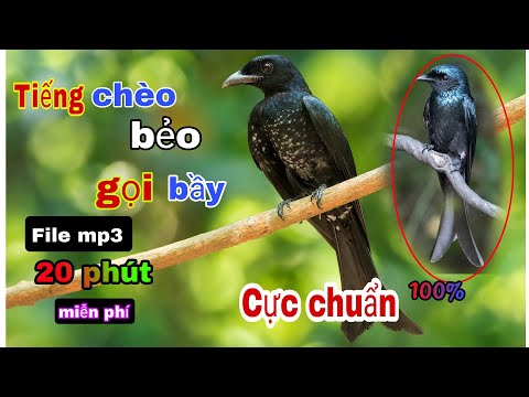 Video Tiếng chim chèo bẻo gọi đàn | birds singing. - youtube