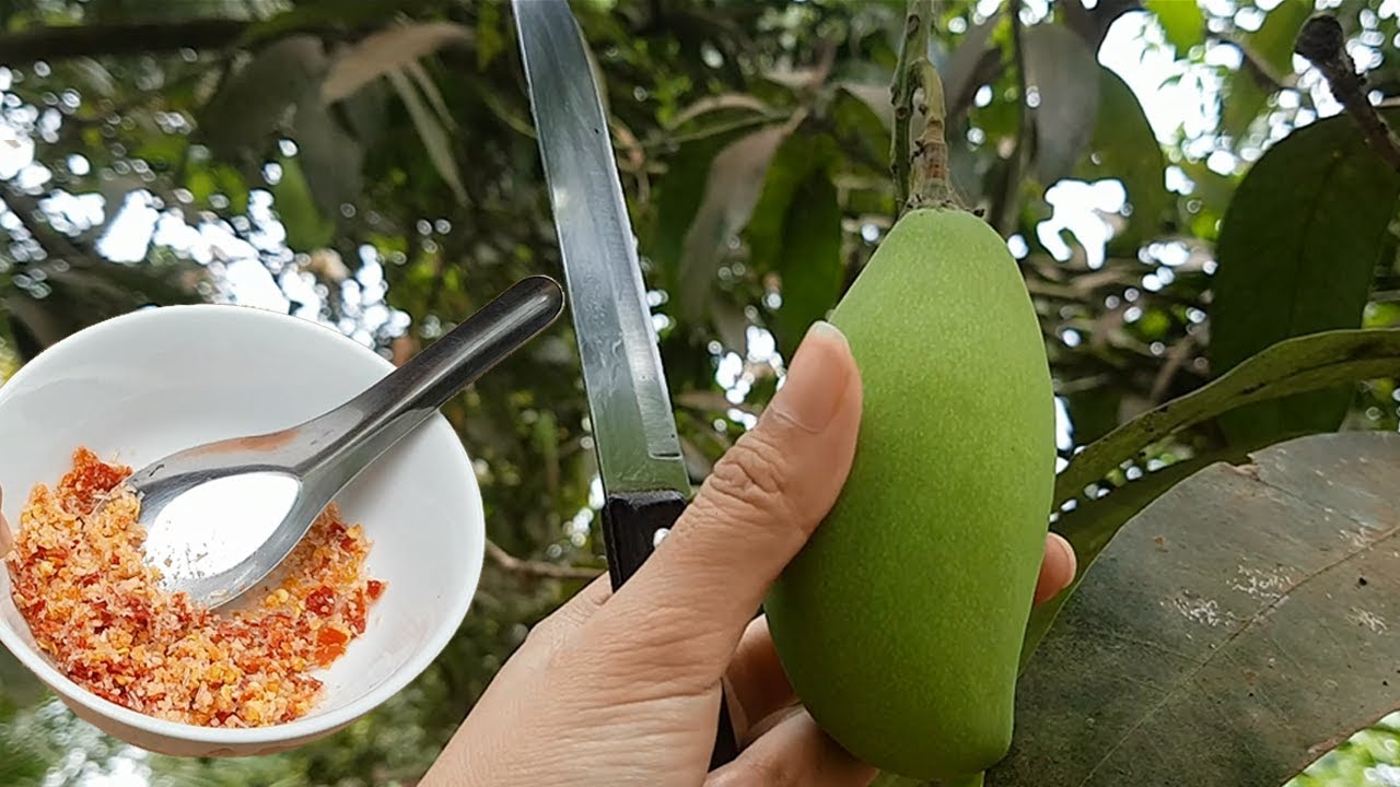 Mango Fruit with spicy Salt Amazing Eating Mango with spicy salt Food