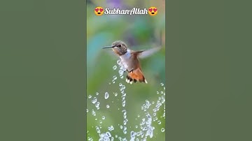 #سورة_الإخلاص #ikhlas #egzonibrahimi #trend #islamicfigure #viral #birds #islamicprophet #5minsdeen