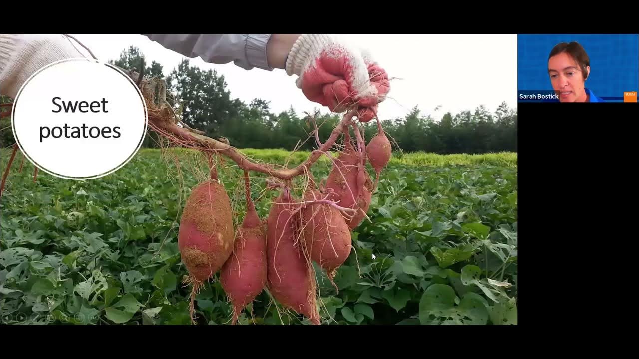 Edible Gardening: Hot-season Veggies (webinar series) - YouTube