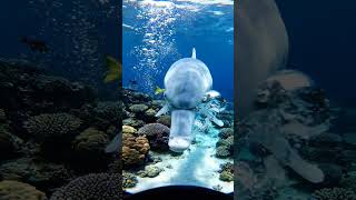 Scientists Discover Living Water Creature!