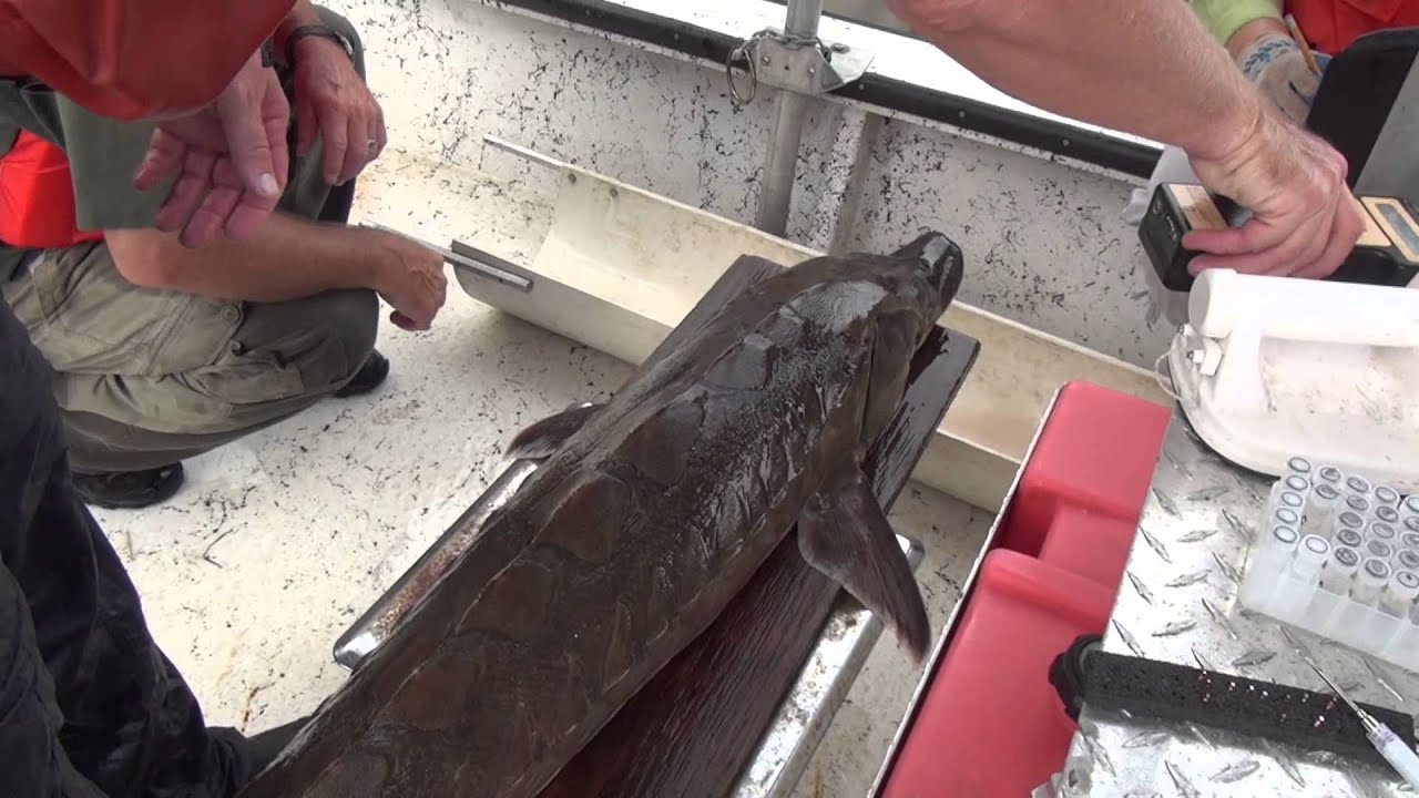 Sawfish, alligator gar, Gulf sturgeon, armored catfish: Things to know