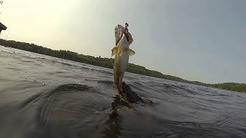 Snapping turtle video   Jesse Lake July 2014