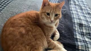 Cat startup noise 3.0