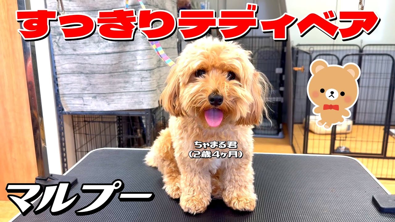 テディベアで激カワ！】マルプー・ちゃまる君2歳4ヶ月 #malpoo
