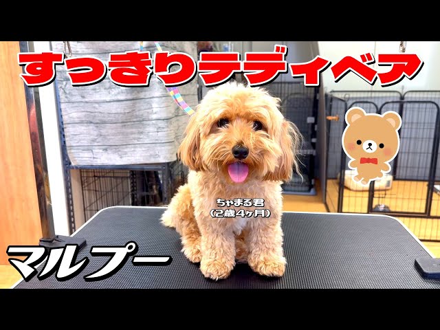 テディプードル　テディわんこ　プードル　マルプー　ぬいぐるみ テディベアで激カワ！】マルプー・ちゃまる君2歳4ヶ月 #malpoo