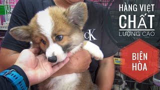 T3: Khu Chó con & Chế độ Chăm sóc tại Trại Chó Corgi Biên Hòa / NhamTuatTV  Dog in Vietnam